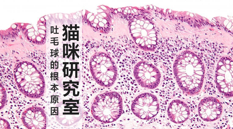 炎症性肠病IBD】猫吐毛球的本质原因是什么？ - 知乎