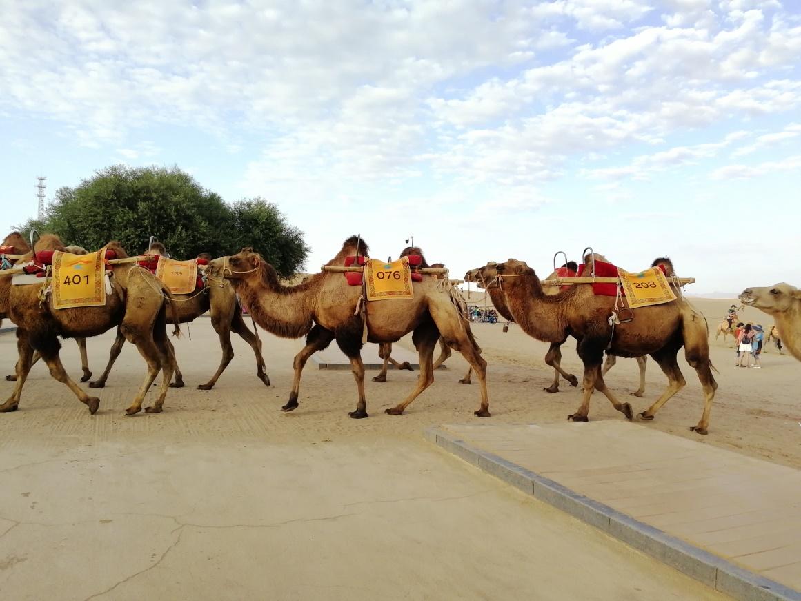 露营里面的项目鸣沙山里面都有,还可以做越野车到鸣沙山的最高点,看更