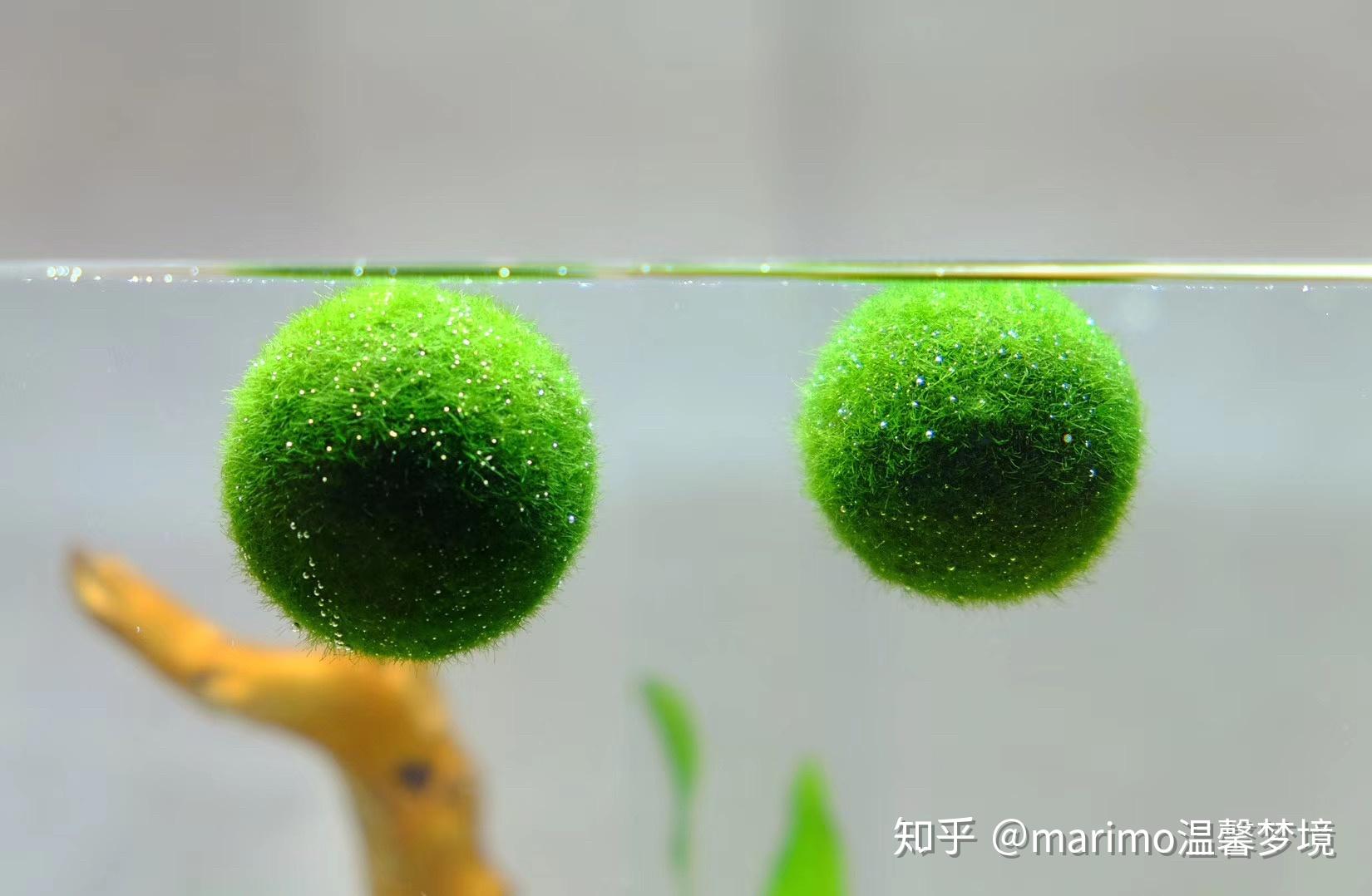 第二版「球藻作总结」pupu君:"球藻不分高低贵贱,只要用心呵护,我们都