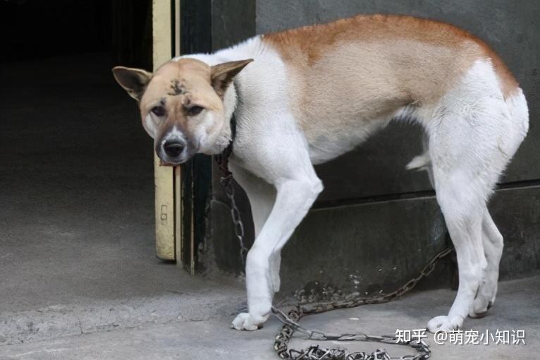 自己怎么做狗狗鸡肉干 v2-3f9791a8fab2cb30f8f4086ac93e5775_r.jpg