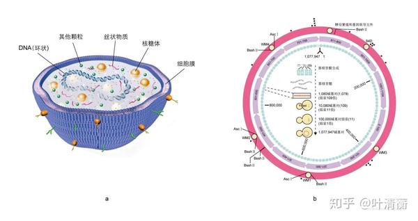 高中生物重要插图第二期 知乎