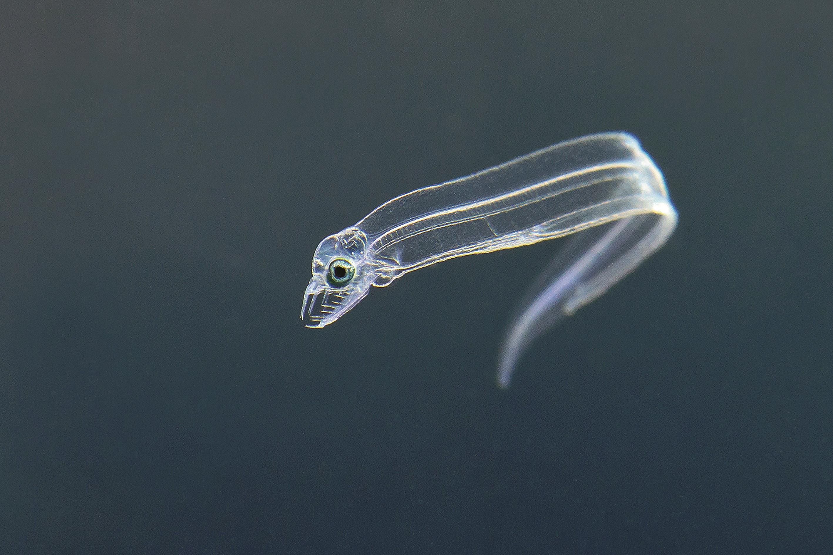 这条海鳝的幼体有着深海海怪的所有特征:那么小的身体,却已经有那么大