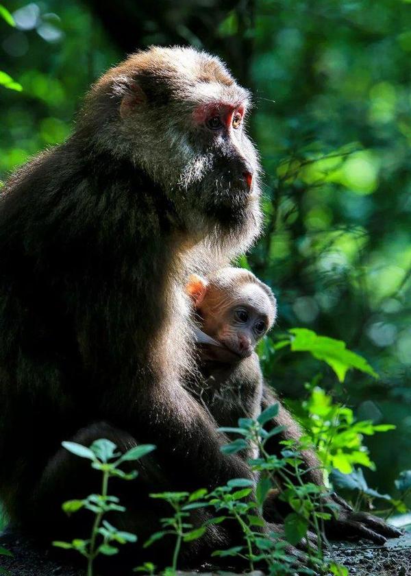 《山海经图赞·幽鴳》:"幽鴳似猴,俾愚作智,触物则笑,见人佯睡,好用