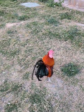 比较便宜的宠物鸡 v2-3fb06f4afe5080e99012b1b57fb63c6b.jpeg