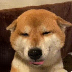 再分享一些狗狗表情包(›´ω`‹ ) - 知乎