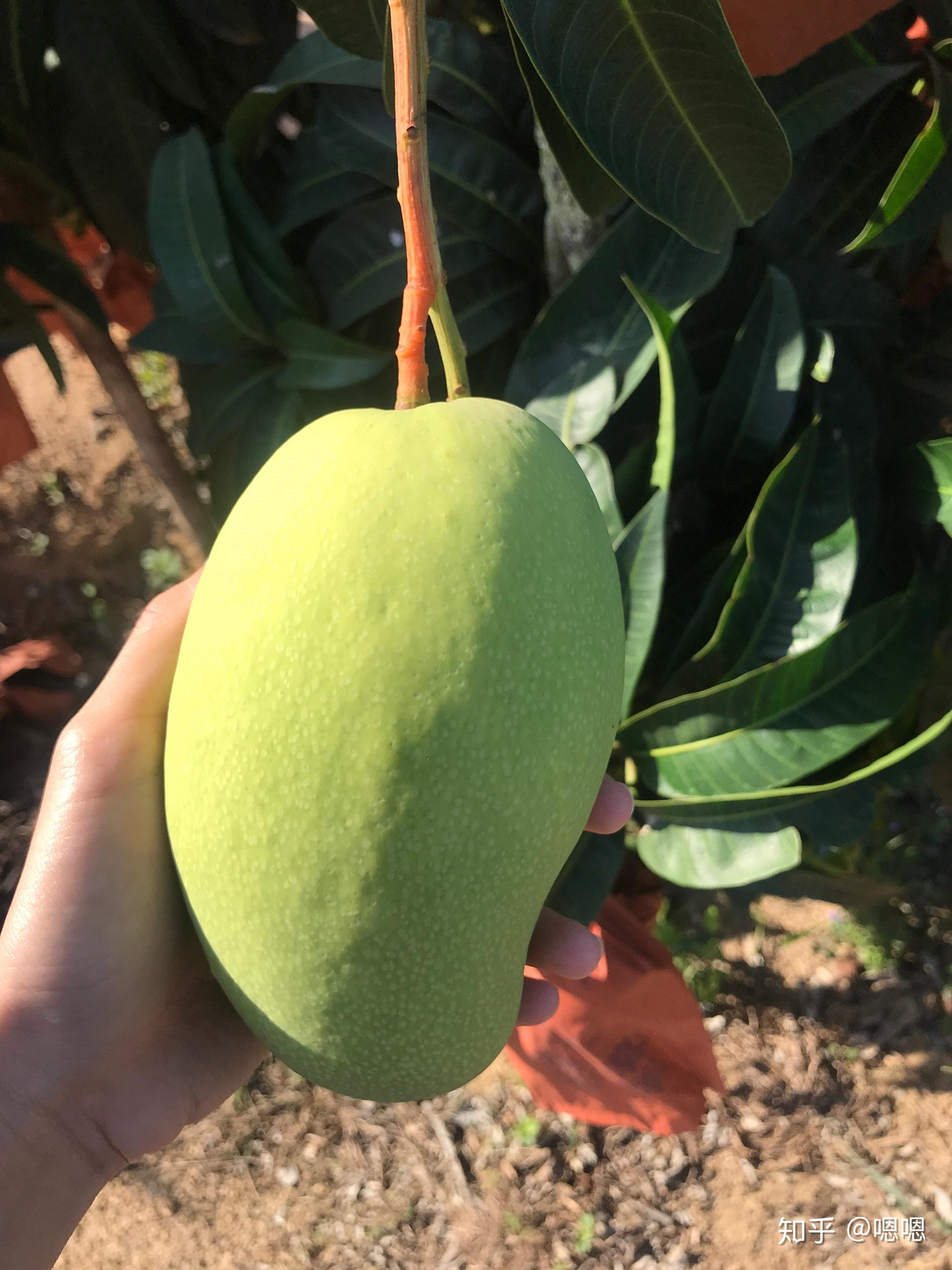 网上买芒果靠谱吗