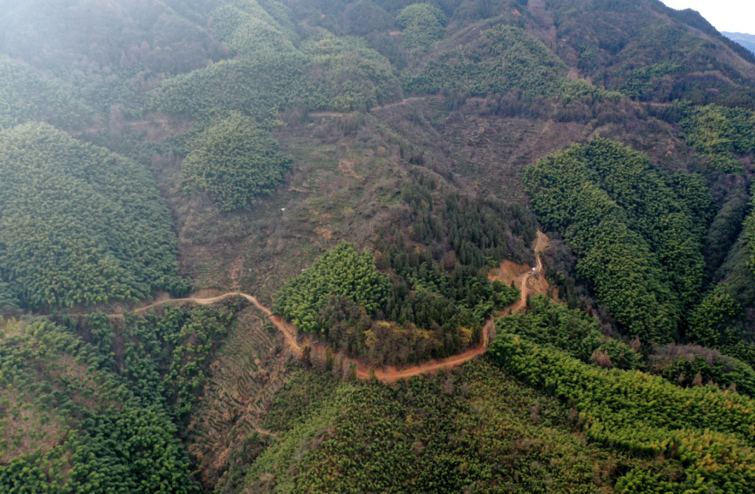 黄山毛峰核心产区春耕生产忙