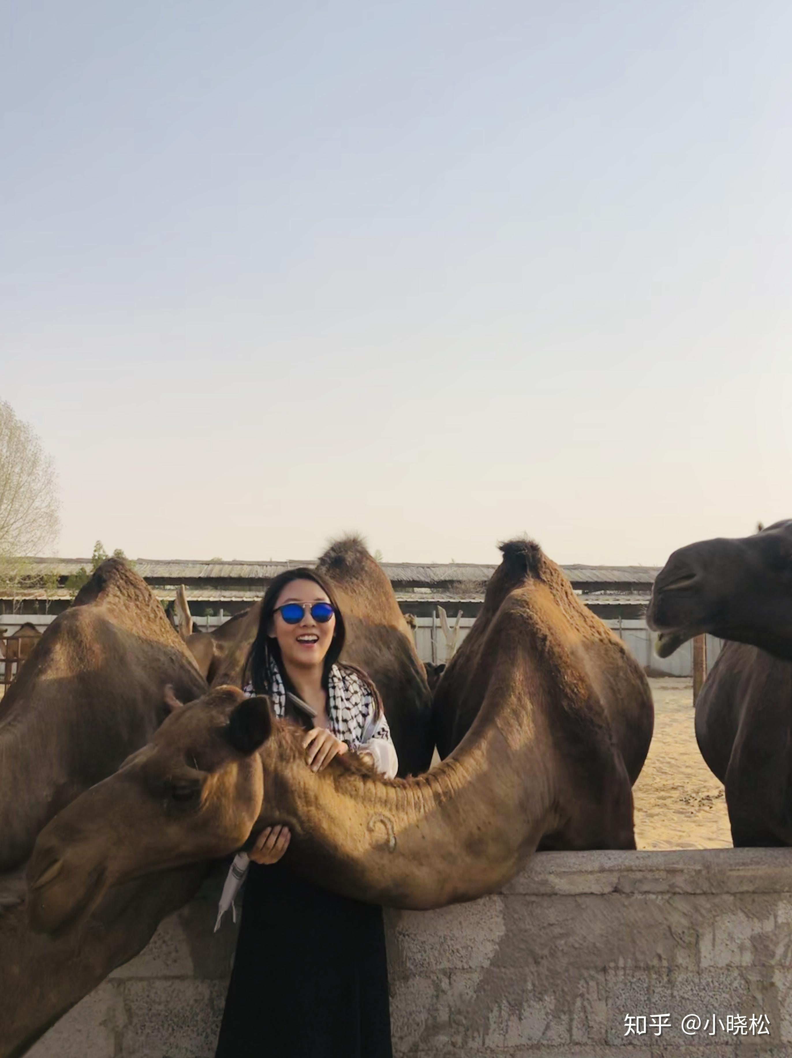 阿布扎比 | 零现金度过20小时的无敌攻略