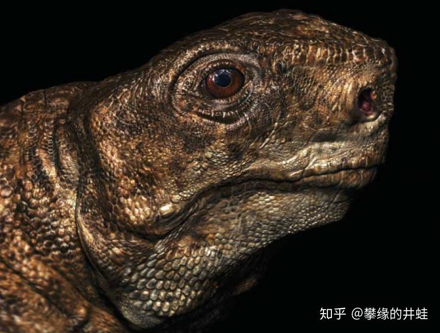 埃纳托龙头部复原图.经过确认,是和(痴)善(呆)的眼神.图片来源自[8] .