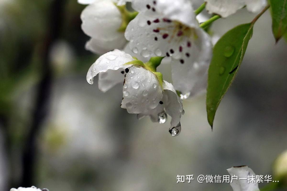 梨花落尽了几多回忆,一笔写不完的相思的愁 - 知乎