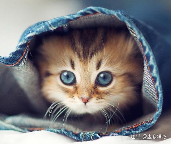 生活中猫咪常见的中毒情况和治疗方法- 知乎