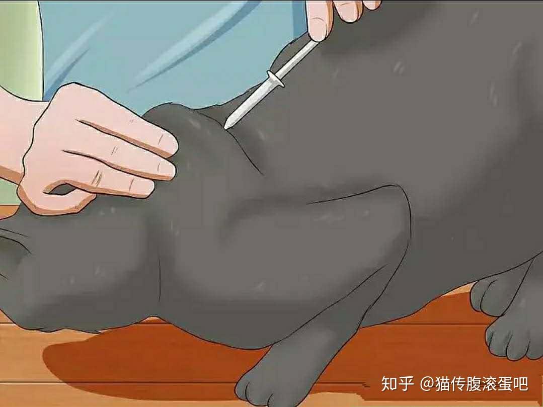 猫肌肉注射教程图片