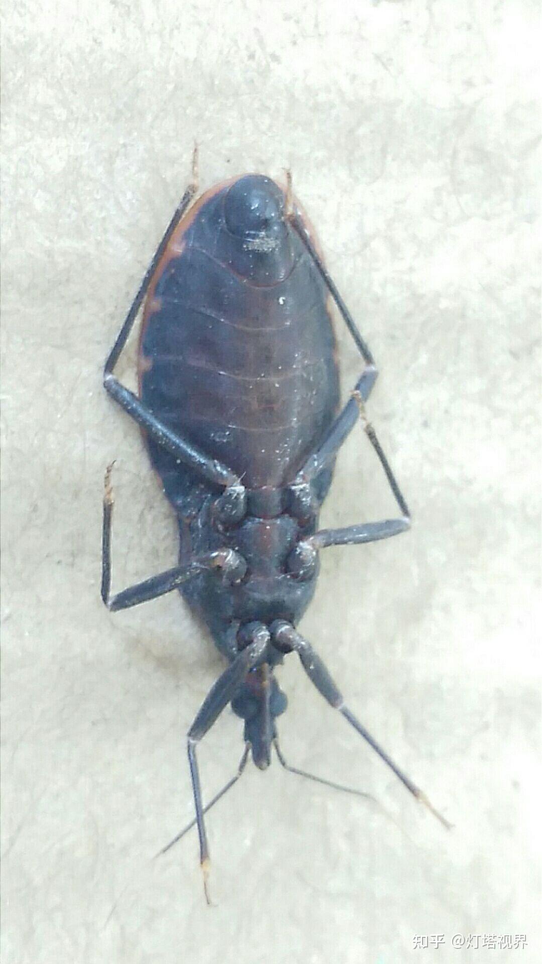 带你近距离看吸血锥蝽