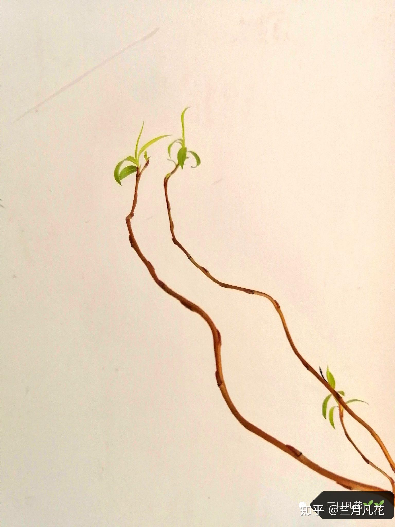 龙柳的水培养护！🌱🌱 - 知乎