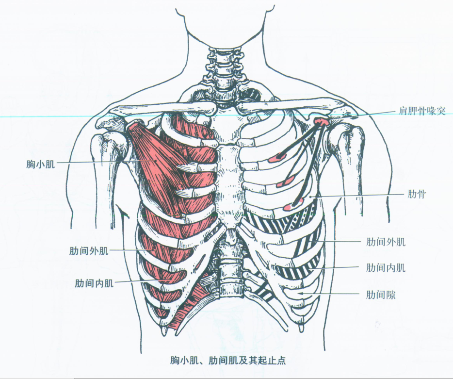 胸小肌的准确位置图片图片