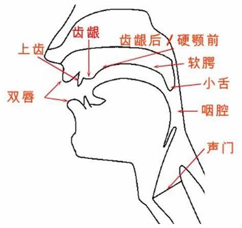 唱歌上颚发声图解图片