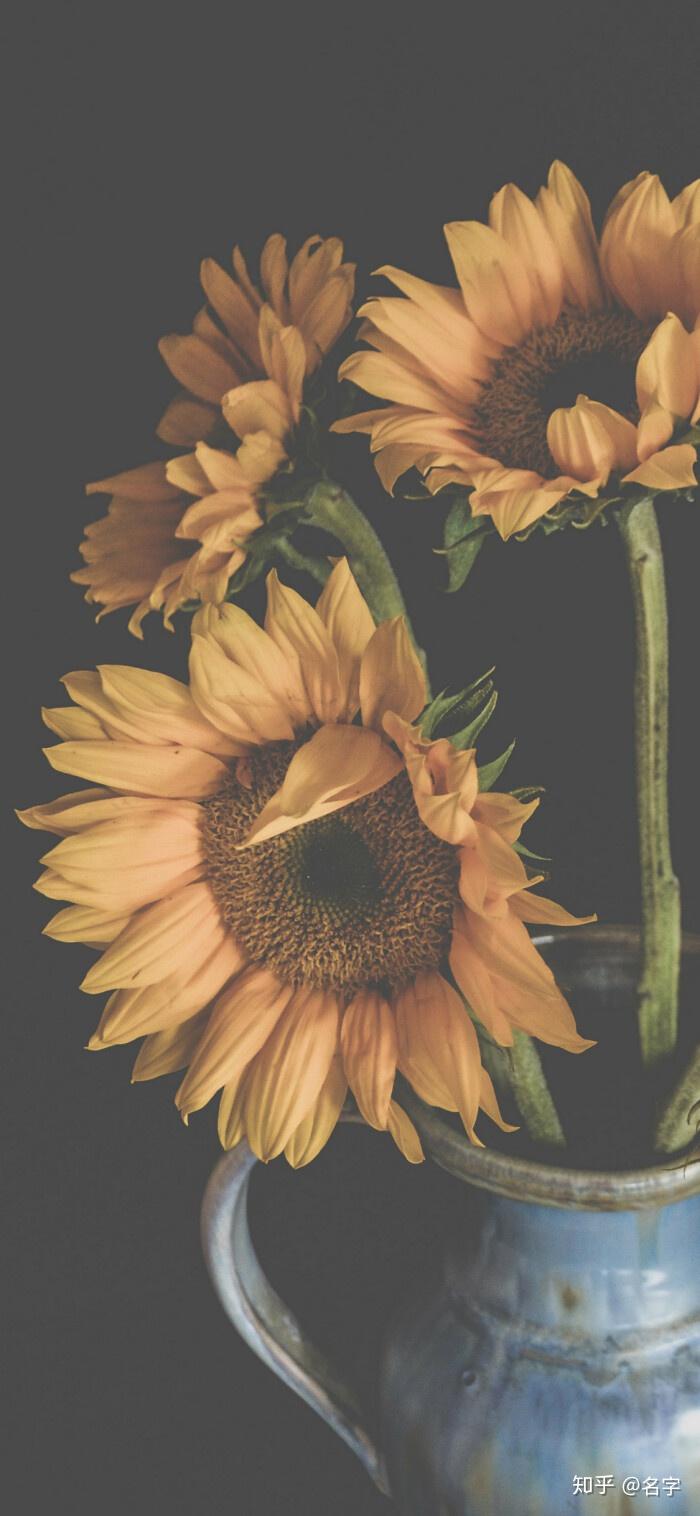 有哪些好看的全面屏手机壁纸