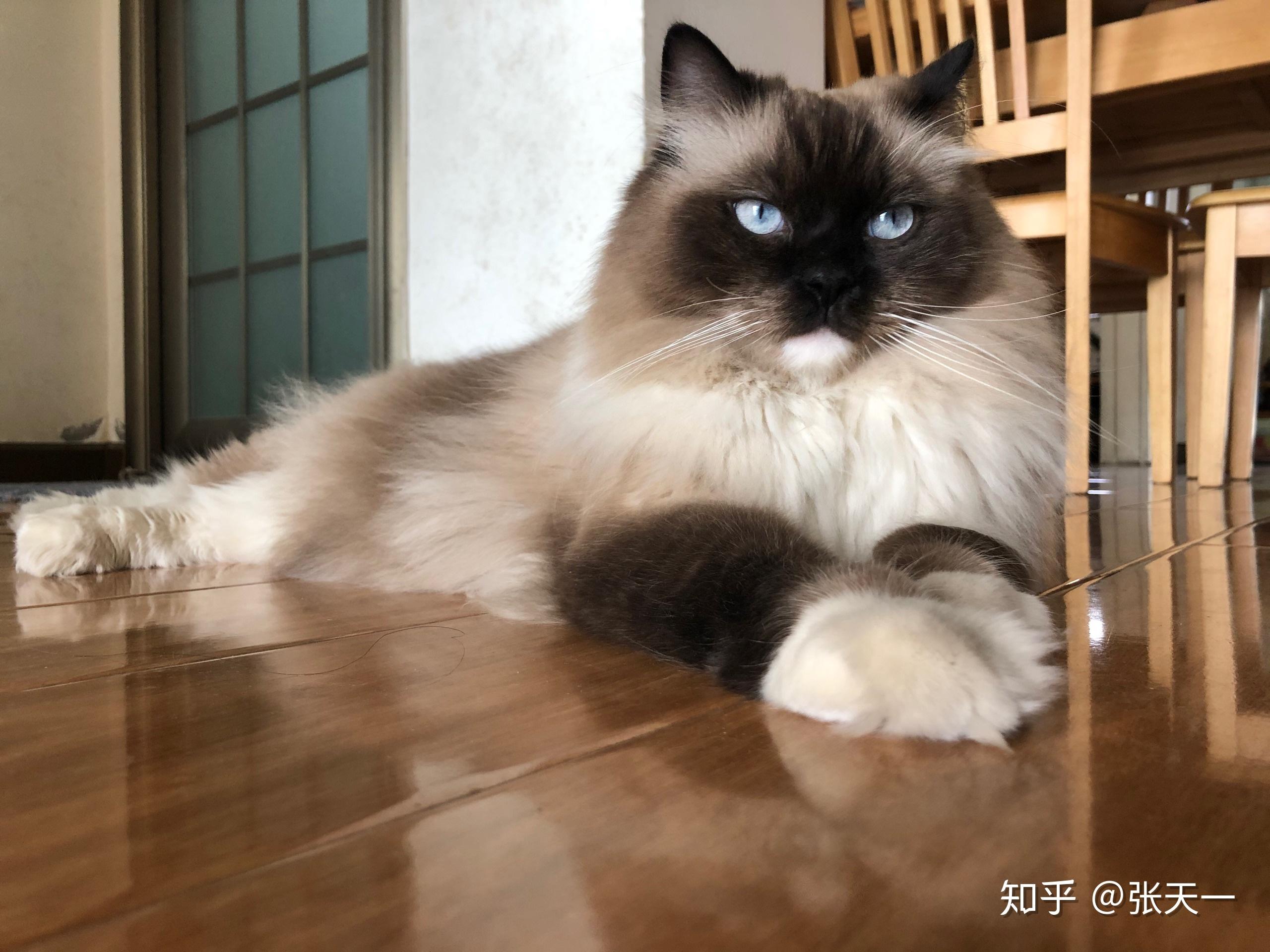 黑脸布偶会很丑吗