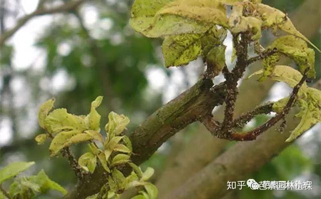 常见的有黄杨绢叶螟,天幕毛虫,杨尺蠖等害虫.