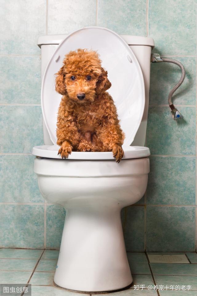 三种方法训练狗狗定点排便,幼犬成犬都适用! - 知乎