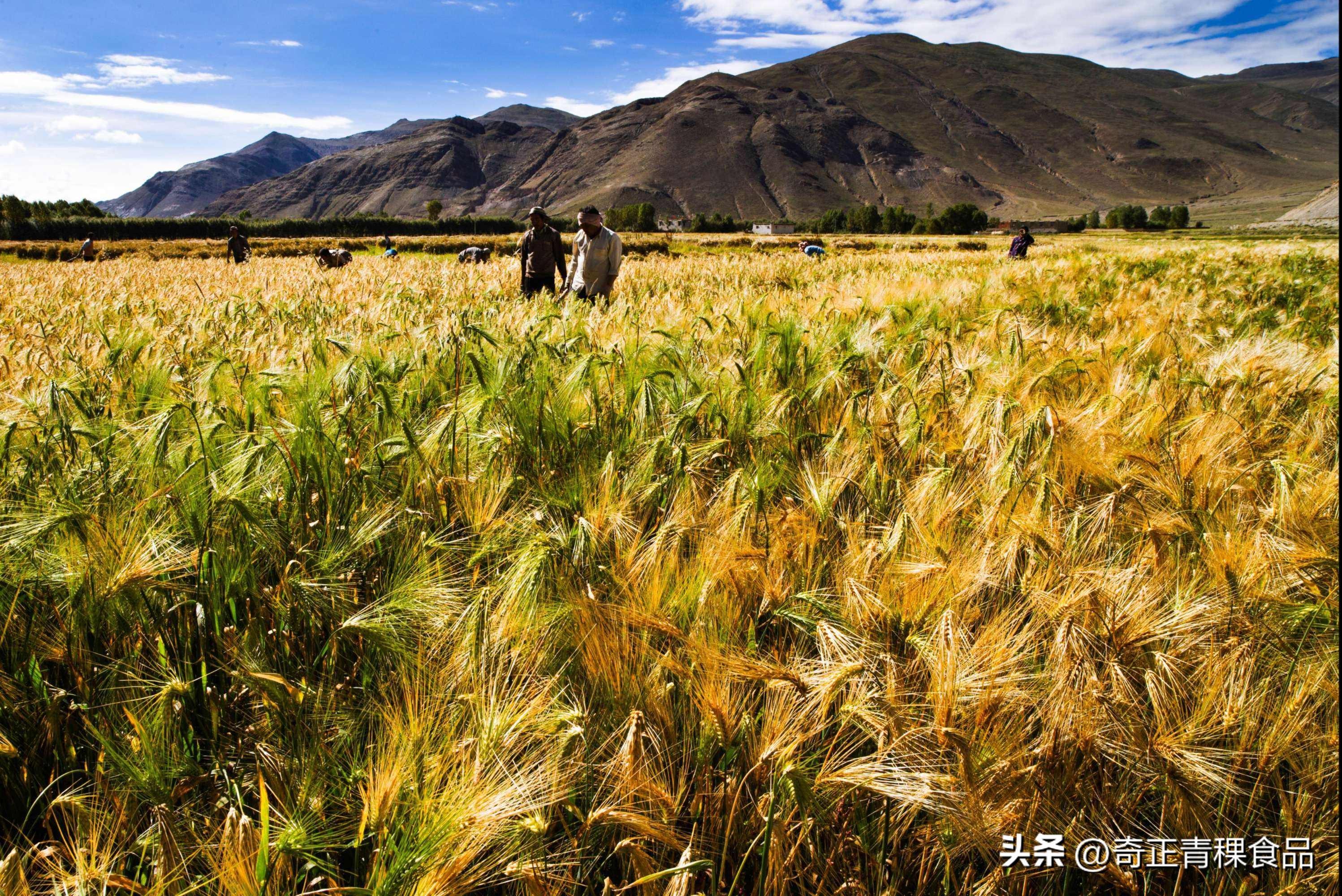青稞:青藏高原的精气之源 - 知乎