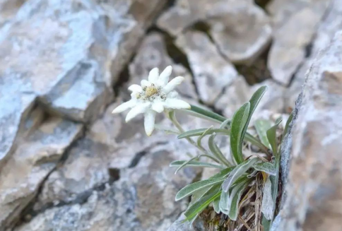 美力琦小课堂第八讲:“冰火两重天”让你想不到的神秘植物——高山火绒草和雪绒花 - 知乎