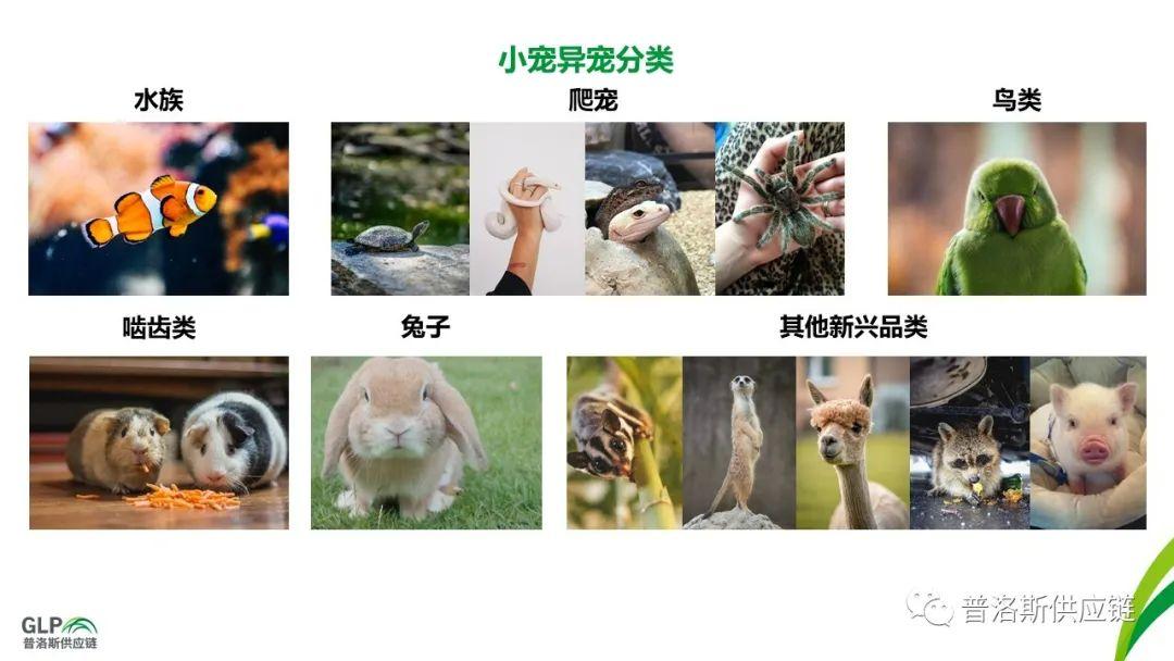 【解读】猫狗之外的宠物新时代 - 知乎