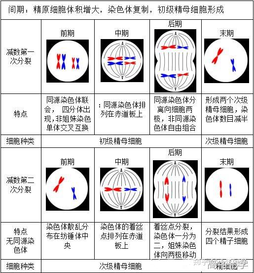 一文解决高考生物:“有丝分裂”“减数分裂”图像问题归纳整理,强烈建议收藏! - 知乎
