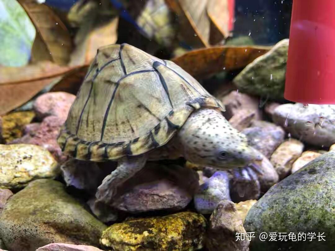 蛋龟——剃刀龟 - 知乎