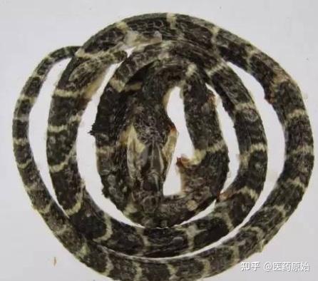 带你识别金钱白花蛇 知乎