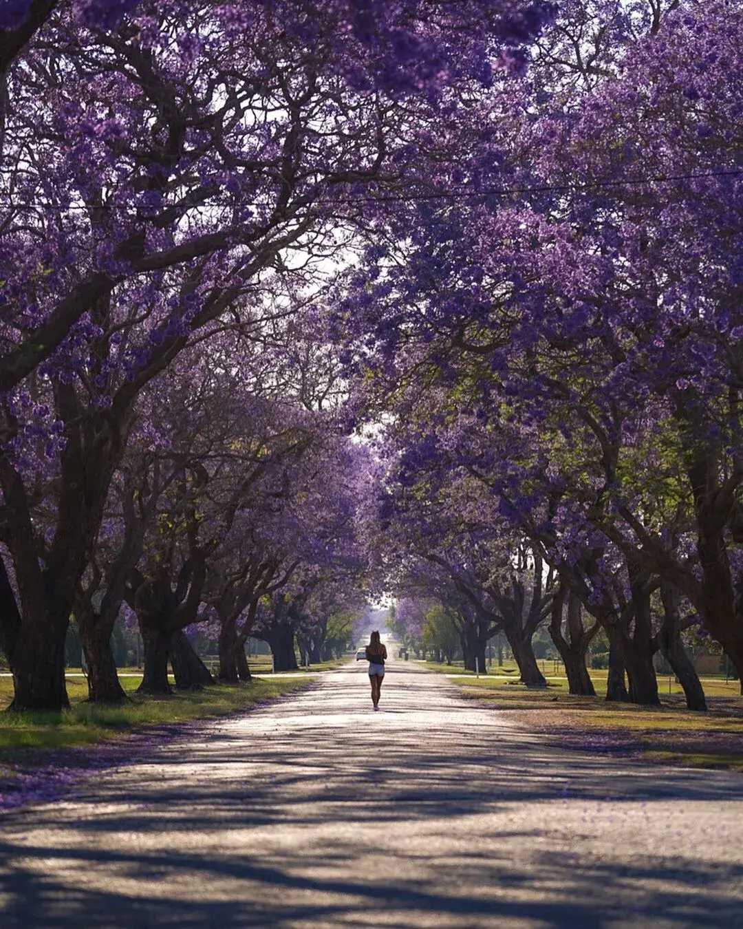 最美花路,美到窒息!