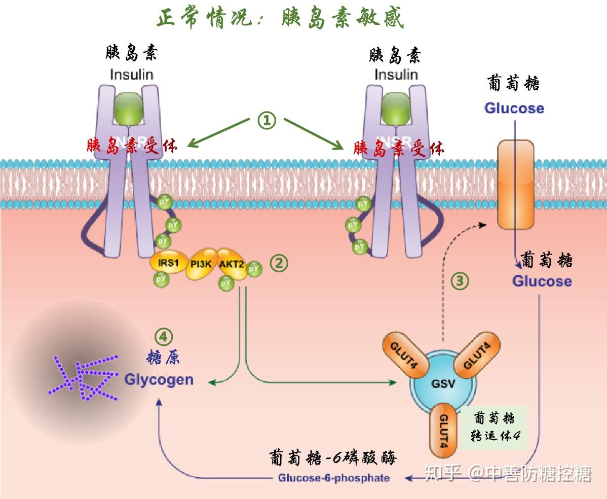 肥胖人群的白色脂肪细胞中常见有胰岛素受体数量明显减少的现象.