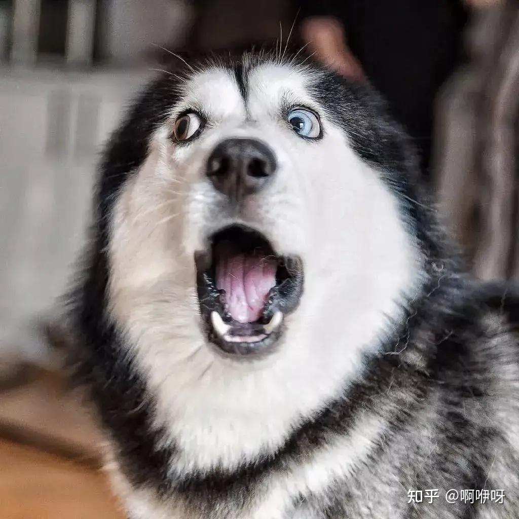 狗狗聪明又可爱,有没有办法帮助ta不乱叫?