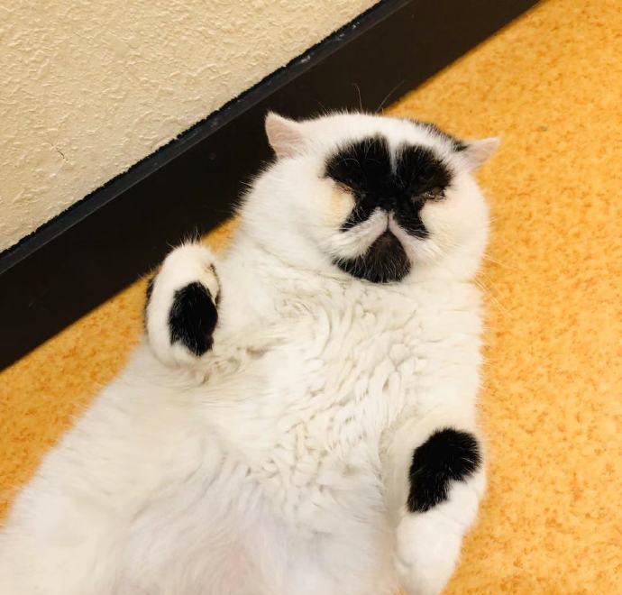 全世界最丑的猫都在这了,笑到飙泪!