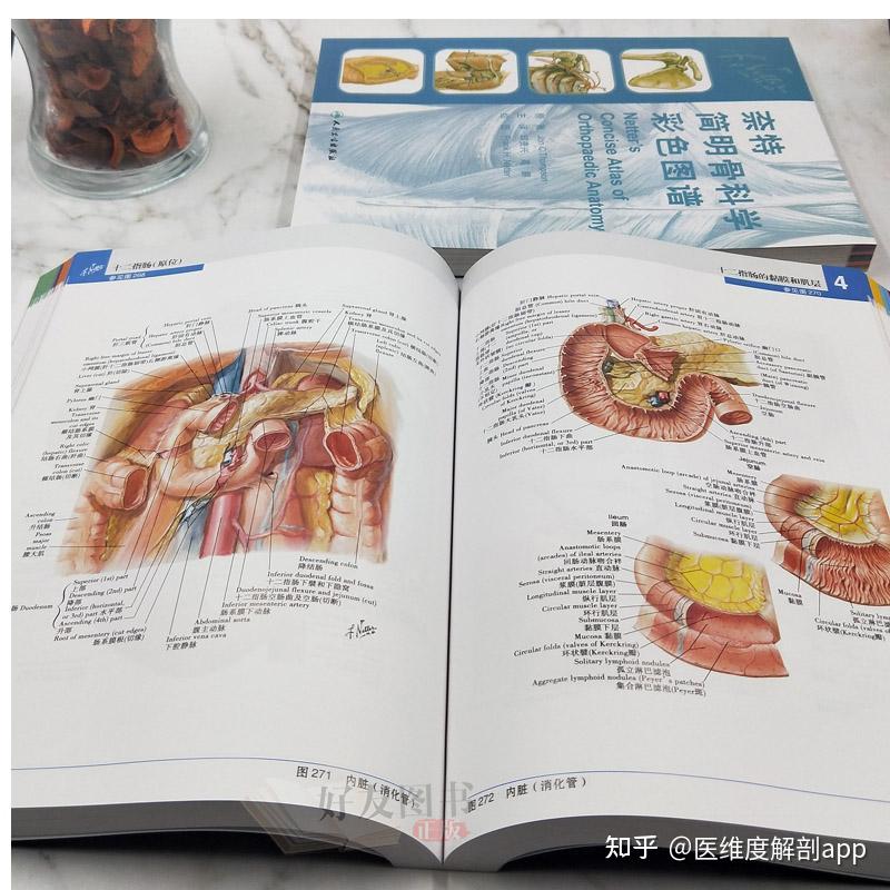 人体解剖学应该怎么学？ 知乎