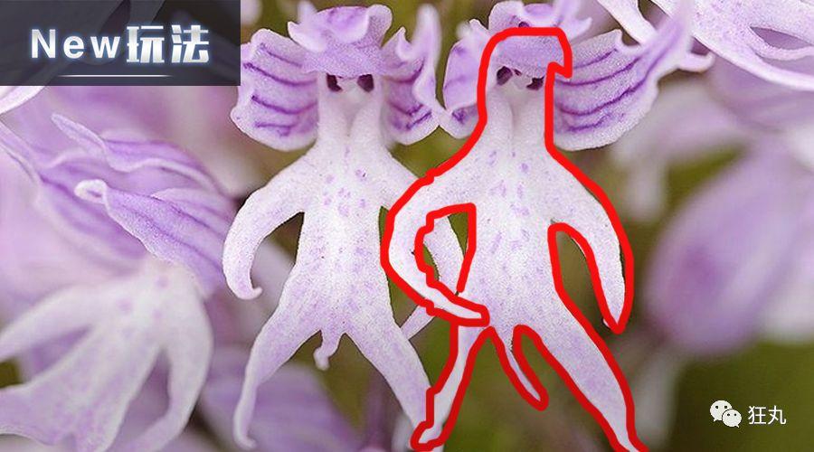 沙币是一种动物 裸男花和光棍树也是真实存在的 知乎 沙币是一种动物 裸男花和光棍树也是真实存在的 知乎