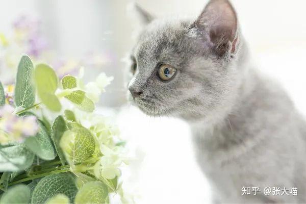 一招教会主人如何训练猫咪主动握手 让高冷猫咪与你默契互动 知乎