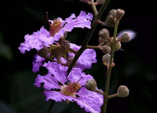 12种紫色开花植物 你钟爱哪一款 知乎