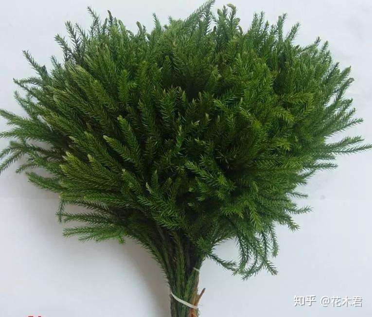 蕨类植物|石松的鉴赏与养护 - 知乎