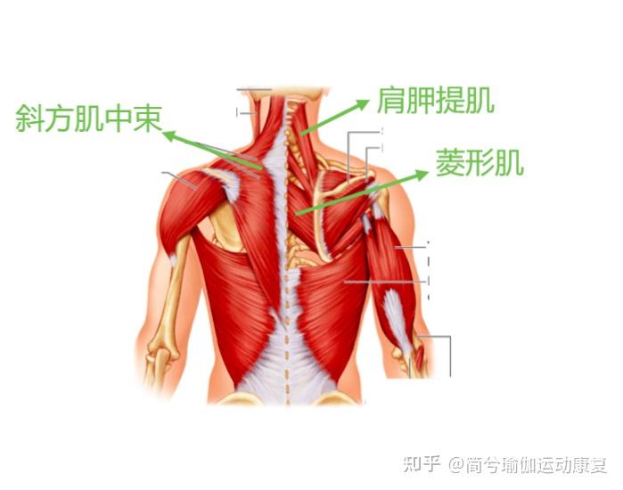 還有一個重要的肌肉,前據肌,由於它的薄弱,肩胛骨出現外展,旋轉和出現