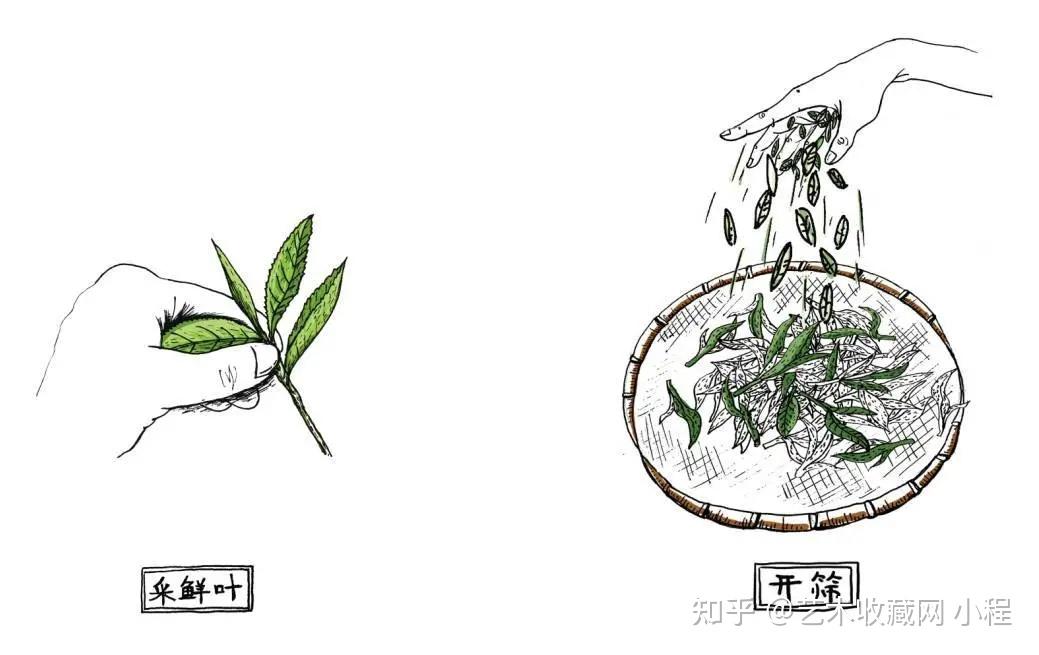 茶叶简笔画制作过程图片