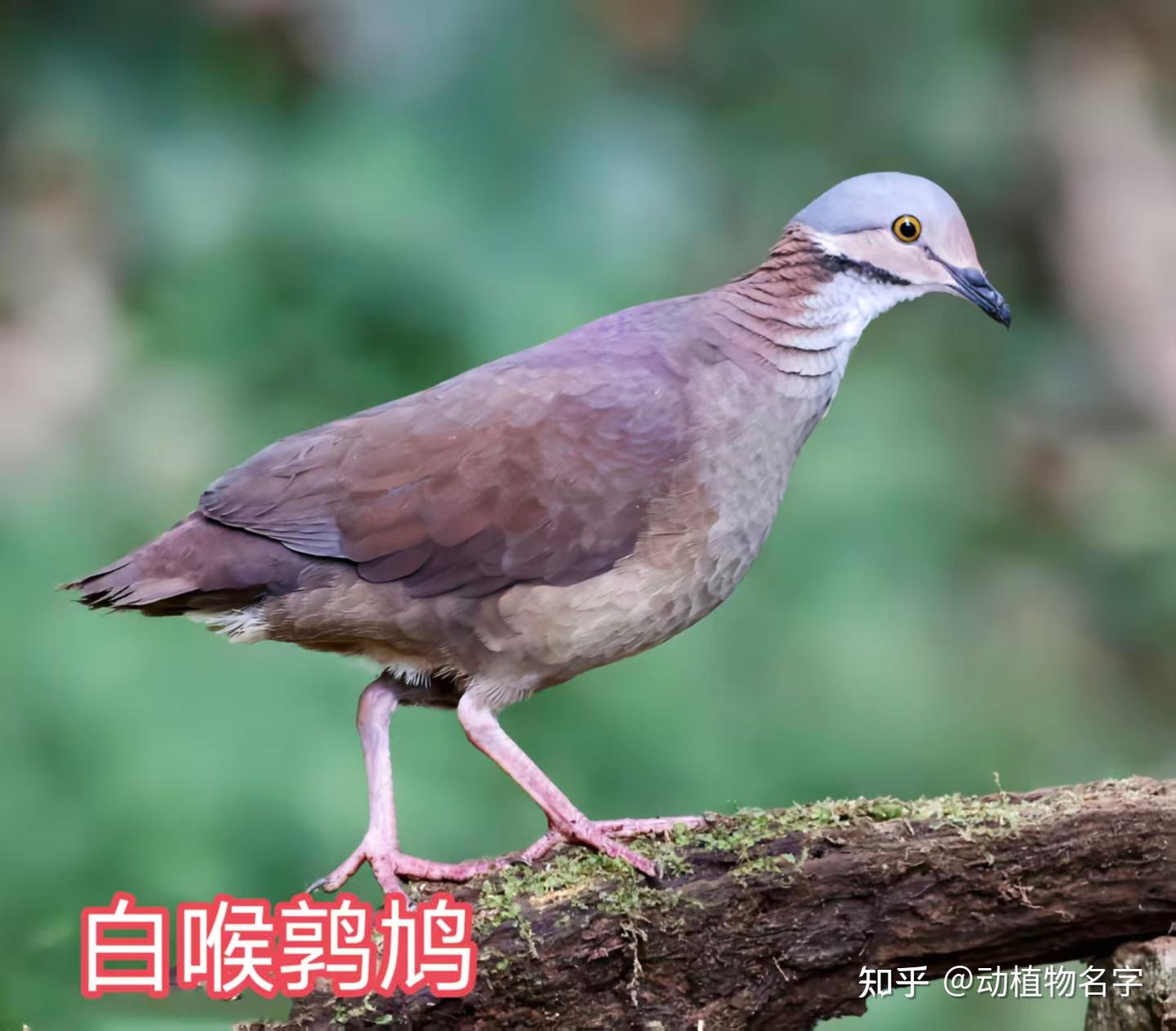 99图带你走进鸠鸽科鸟类的世界 - 知乎