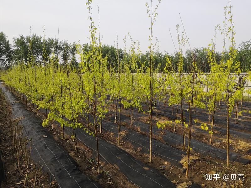 适宜华北平原种植的桦树品种 - 知乎