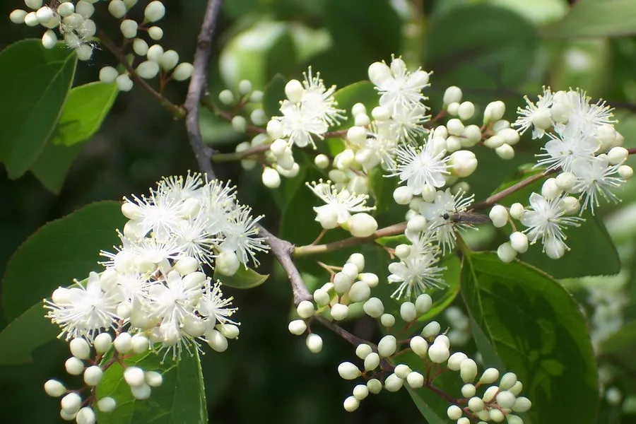 黄庭坚曾写过关于"山矾"这个名字的来源.