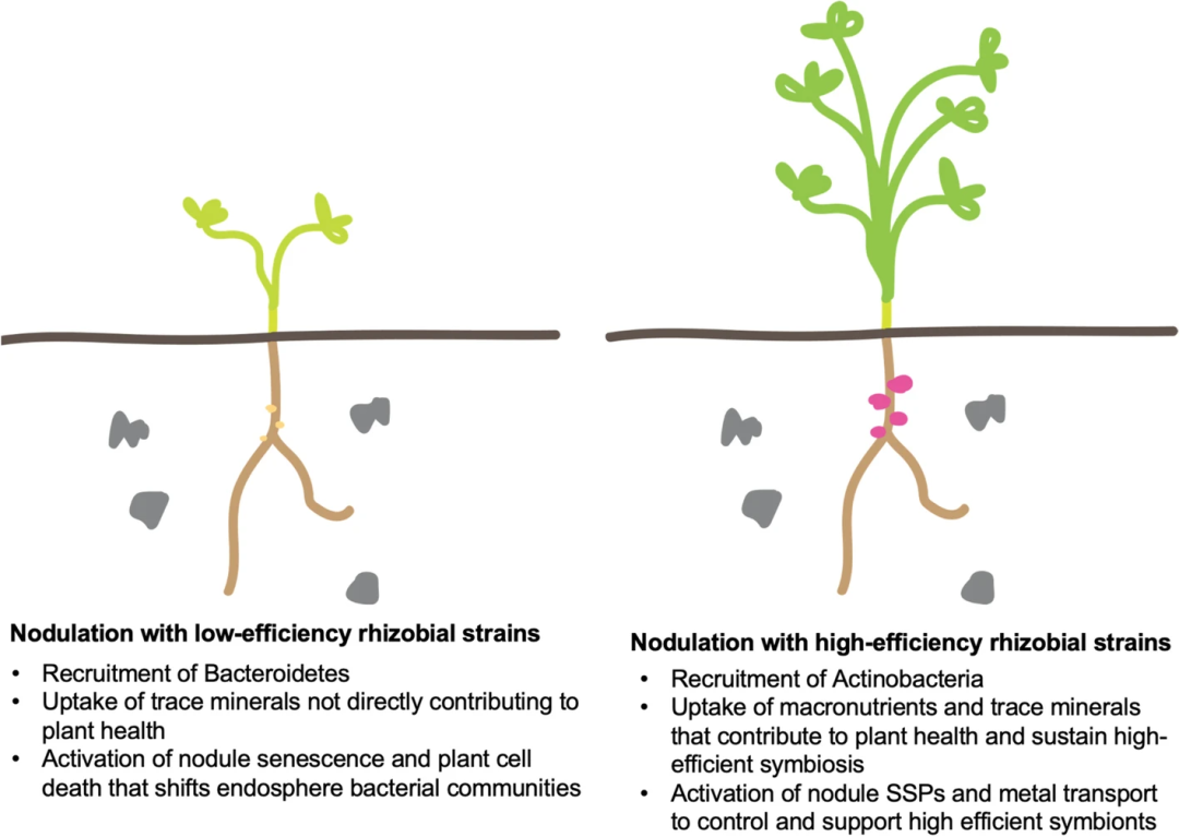 Microbiome | 研究揭示根瘤菌固氮效率影响内生细菌群落和宿主植物生长的机制! - 知乎