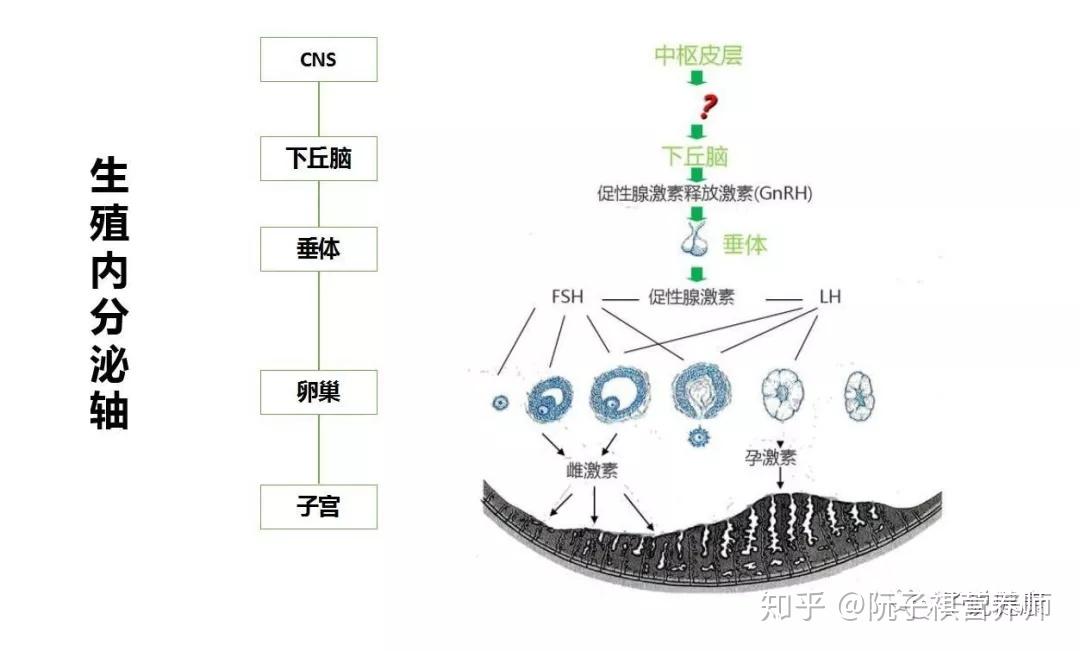 月经离不开「下丘脑-垂体-卵巢」生殖轴的精准调控,任何一个环节出现