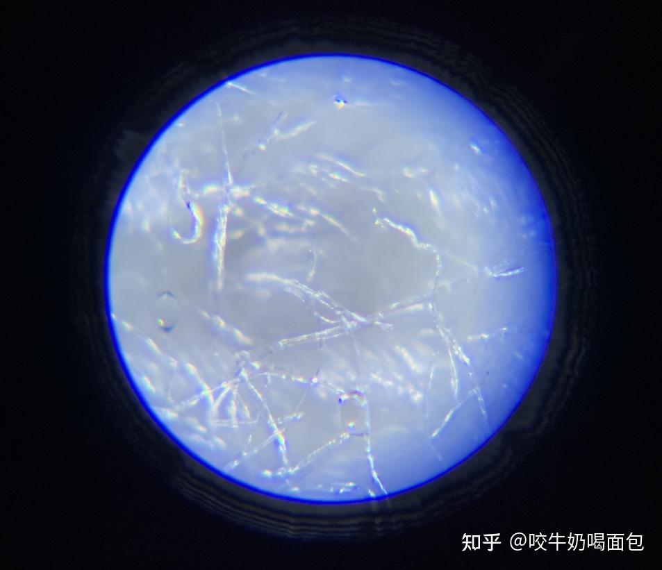 从放大镜里面看,布料是棉线组成的,棉纤维很杂乱地排列着.