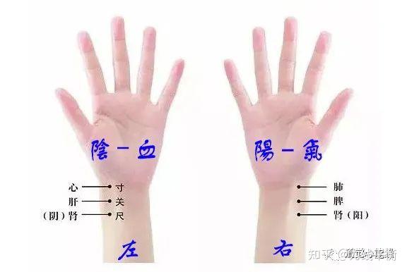 图解脉象｜五步思辨切脉法，及28脉脉象脉歌动态图解 - 知乎