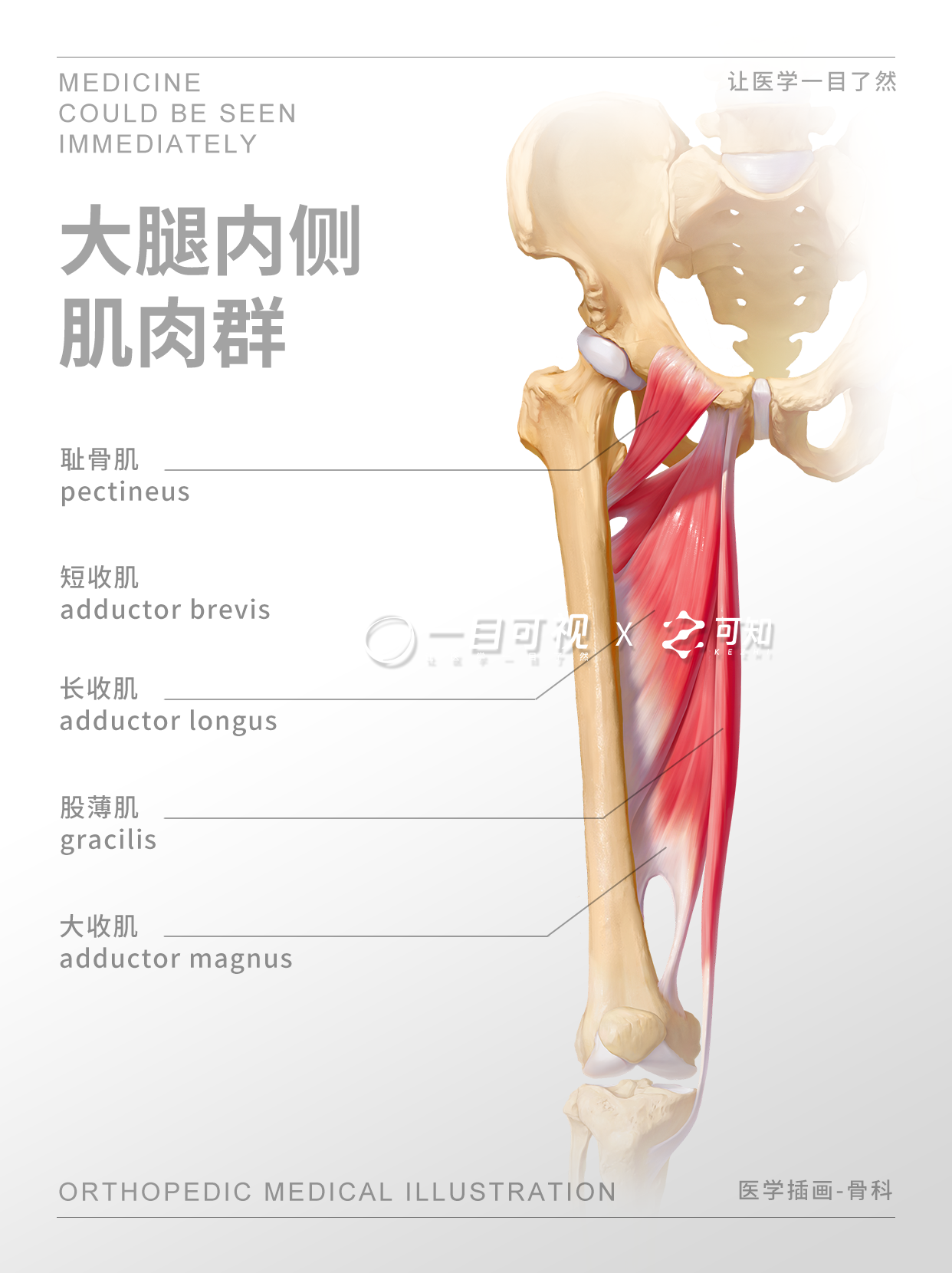 人类大腿竟有这么多层肌肉