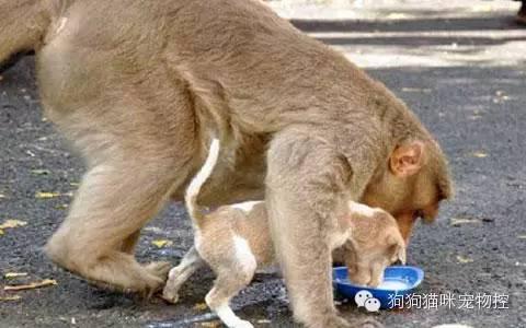 在印度,一只勇敢的猴子在凶恶的大狗嘴下救了一只小奶狗,上演了一出"